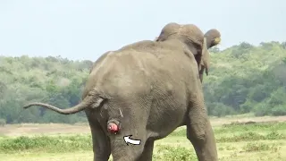 Heartwarming! Treating poor giant Elephant suffering from an abscess his leg by wildlife officials