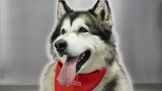 Vicious growling Alaskan Malamute