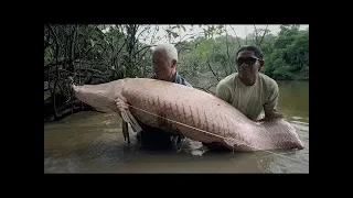 Catching a Giant Arapaima on a Fly - River Monsters