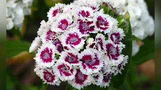 ГВОЗДИКА  (DIANTHUS)  сем. Гвоздичные