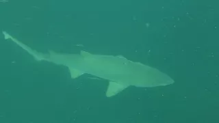 Sand tiger sharks on Caribsea ship wreck