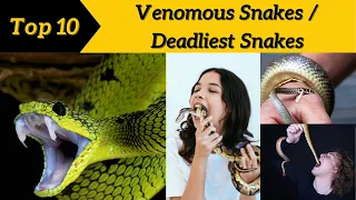 Top 10 Most Venomous Snakes in the World | Deadliest Snakes @Top10Discoverist