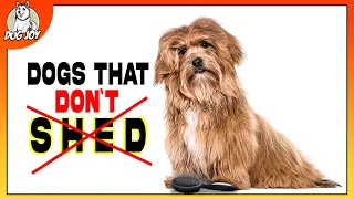 Shed-Free Living: Top Dog Breeds That Don't Shed