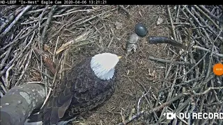 ND Leef eagle cam - A turtle escaped the nest - April 6th 2020