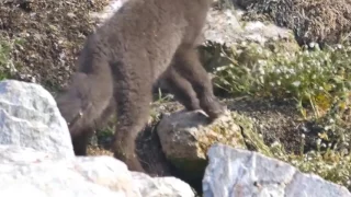 Lovely Arctic Fox Pups Playing and Beautiful White Fox Pup Fox go FLOOF