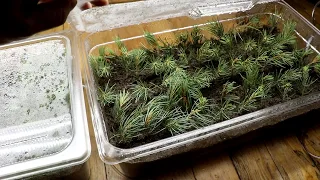 Reforesting the Ranch Part 2: Evergreen From Cuttings?