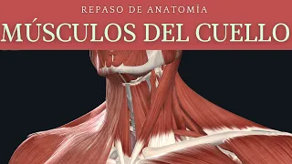 REPASO DE MÚSCULOS DEL CUELLO