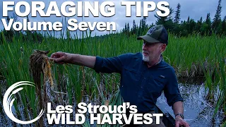 Wild Harvest Foraging Tips   Vol 7