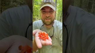 Chanterelle Season Is Here!! #chanterelles #mushroomhunting #foraging #conservation