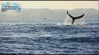 Горбатые киты в Доминикане, залив Самана