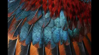 Grooming Realistic Feathers in Blender 4.1