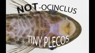 Smallest pleco - tiny relatives of Otocinclus - smallest plecos guide