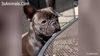 You will get STOMACH ACHE FROM LAUGHING SO HARD Funny Dog Videos 2020 - pet lover like you