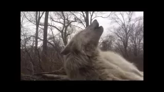 World's Laziest Wolf Howls