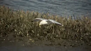 Ring billed Gull flying