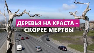 Для деревьев на улице Краста весна, похоже, не настала. Настанет ли?