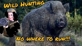 Wild Boar Hunting... #wildhog #berburuhama #wildpig #hunting #Wildschweinjagd #イノシシ狩り