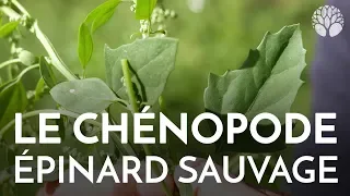 Le chénopode, épinard sauvage