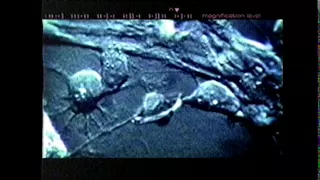 Scifi Channel Identification (2000)