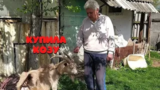 У меня пополнение в хозяйстве, купила таки себе козу.