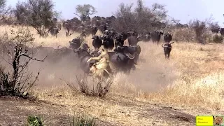 Four Lions Take On Massive Buffalo Herd