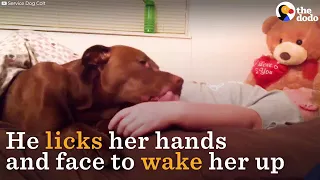 Incredible Service Dog Takes The Best Care Of His Mom The Dodo