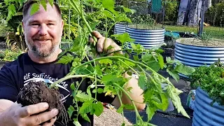 How to Transplant a Tomato Plant | Basic Gardening Tips for Beginners