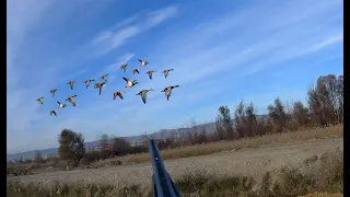 ÖRDEK AVI  - 10 dk da limit doldu - Parlama Ördek Avı (Охота на уток - Mallard Duck Hunting) #1