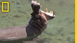 Welcome to the Hippo Spa | National Geographic