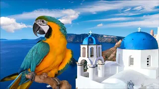 Lefteris Pantazis - Tope, tope o papagalos #greece #greek #greekmusic