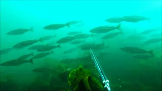 Spearfishing for Coalfish in North Wales - huge shoals!!!