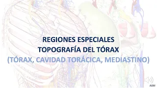 Regiones especiales - Cavidad torácica (tórax, cavidad torácica, mediastino)