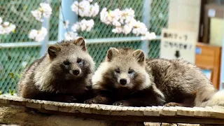 ホンドタヌキ ポンコと桜／桐生が岡動物園