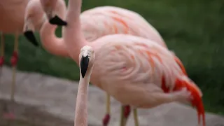 Celebrate International Flamingo Day with the Reid Park Zoo Flock