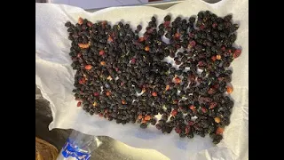 HOW TO COLLECT AND FREEZE MULBERRIES THE EASY WAY..