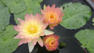 Waterlily tour of our rooftop garden_আমাদের ছাদ বাগানের শাপলা ফুল।।