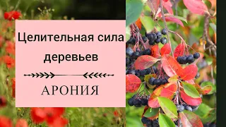 Целительная сила деревьев. Арония