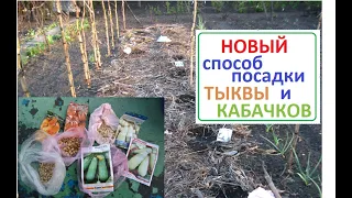 КАБАЧКИ и ТЫКВЫ садим по НОВОМУ