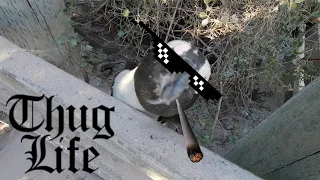 Pingu Thug Life