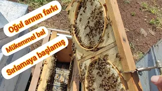 Oğul arımız mükemmel bal yapmış...#arıcılık #bee #anaarı #beekeeping #kovan #petek