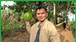 NAWALA KAMI SA GITNA NG KAPATAGAN+NAKAKITA NA KAMI NG GUINEAFOWL (ADVENTURE SA DAAN)