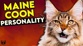 Maine Coon Cat Personality: This Video Will Make You Want One!