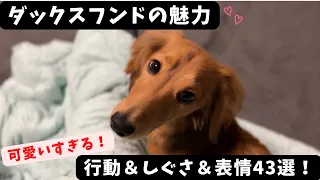 【ダックスフンドの魅力】可愛すぎる犬の行動、しぐさ＆表情43選！Dog behavior too cute. Dachshund