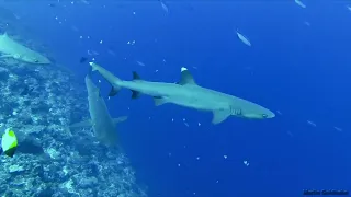 White tip sharks in Palau