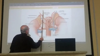 Endocrine module 9 ( Suprarenal gland  ) , by Dr. Wahdan