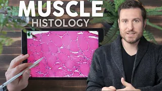 Muscle Histology Explained for Beginners | Corporis