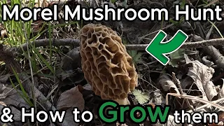 Morel Mushroom Hunting & Cultivation #asmr