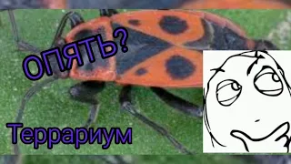 ТЕРРАРИУМ ДЛЯ КЛОПОВ-СОЛДАТИКОВ.