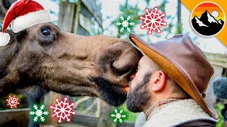 Slobbery MOOSE KISSES... on the 5th Day of Christmas!