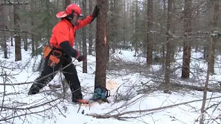 Aarre 2020 | Miten pikkusahat Makita EA 3600F ja Oleo-Mac GS-371 pärjäsivät hankintahakkuussa?